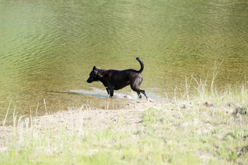Pet dog walking into pond water on summer day in nature.