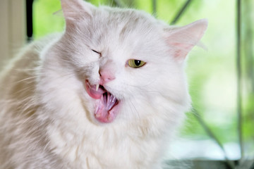 white Turkish angora close-up color portrait large