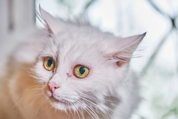 white Turkish angora close-up color portrait large