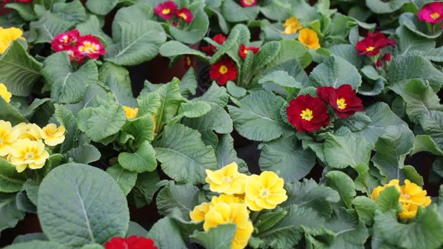 Green plantation of potted primula plants with bright colorful flowers cultivated in greenhouse