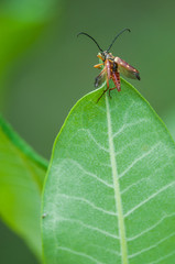 Beetle on Milkweed Leaf 
