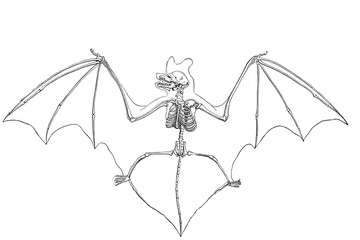 Illustration of skeleton of a Bat in popular encyclopedia from 1890