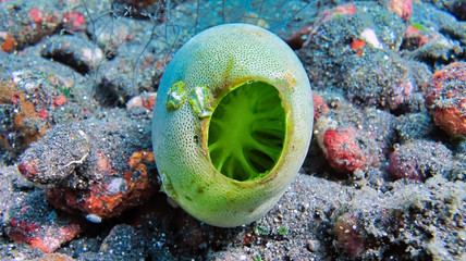corals-order of coral polyps