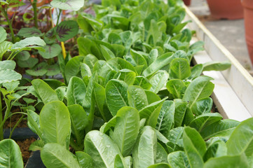Lettuce or lactuca sativa. Usually this leaf is eaten raw to ensure its freshness and nutrients. Planted on the ground in a vegetable garden.