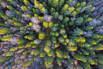 Forest view vertically down from a height