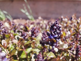 bunch of lavender flowers