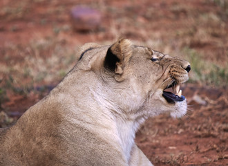 Lioness snarling at an approaching animal.