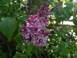 purple lilac flowers