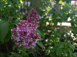 lilac flowers in the garden