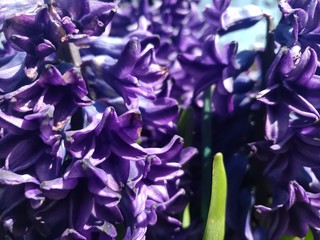 close up of a purple flower