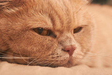 the cat lies and looks contemptuously on a cappuccino sofa. close up