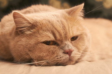 the cat lies and looks contemptuously on a cappuccino sofa. close up
