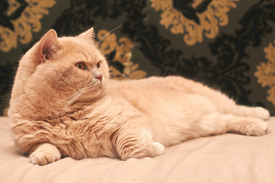 the cat lies on a cappuccino-colored sofa and looks away