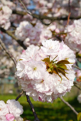 満開に咲く八重桜の並木