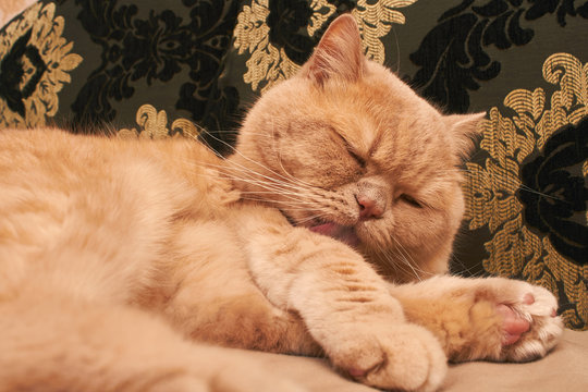 the cat lies and licks on a cappuccino-colored sofa. close up