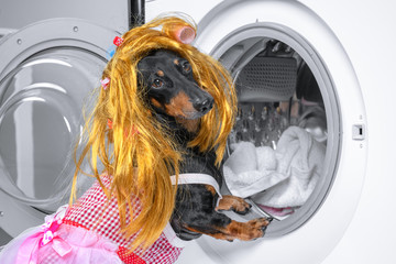 Funny little dachshund wearing maid costume and golden blond wig uploading into the opened washing machine drum laundries for wash. Humor concept of housekeeping