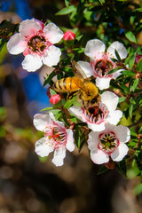 Honey bee collecting pollen from pink manuka flowers