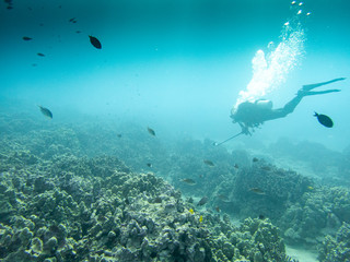 Diving exploring the reef with gopro on the Kona Coast of the Big Island Of Hawaii. 