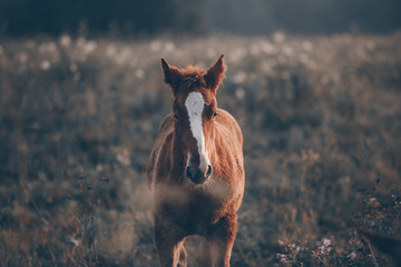 foal in the field