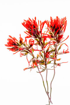 Three stems of desert indian paintbrush with bright red petals arranged separate on a lightbox