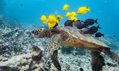 Green sea turtle being cleaned by reef fish at the turtle cleaning station on the Big Island of Hawaii. 