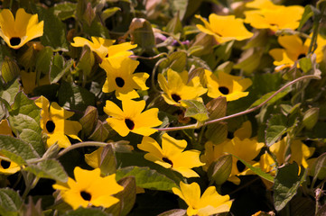 Closeup of a plant known as black-eyed susan vine with yellow flowers