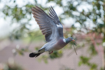Wood Pigeon in flight with a twigg