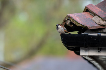 Sparrow bird on gutter