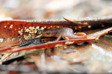 Roughskin newt (Taricha granulosa)