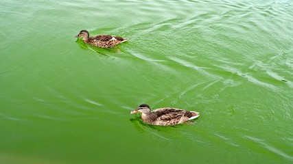Animals, Duck
