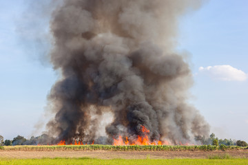 Sugarcane burning