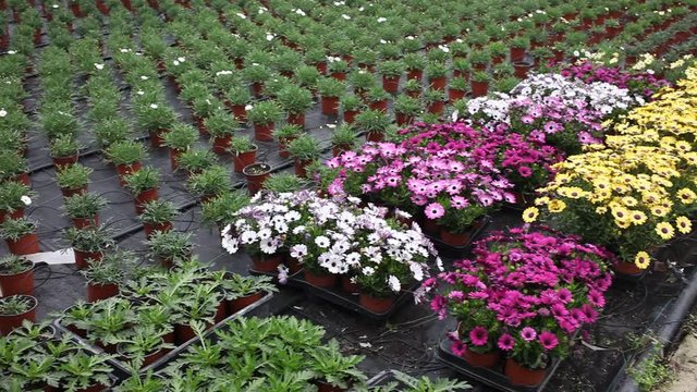 Potted African daisies (Dimorphotheca ecklonis) with colorful flowers growing in greenhouse 