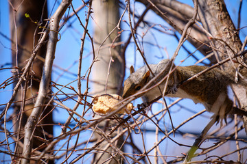 An eastern grey squirrel in  tree trying to recuperate a piece of bread it dropped running away from another squirrel as it  feeding on a slice of bread it found the rubbish on a beautiful spring day.