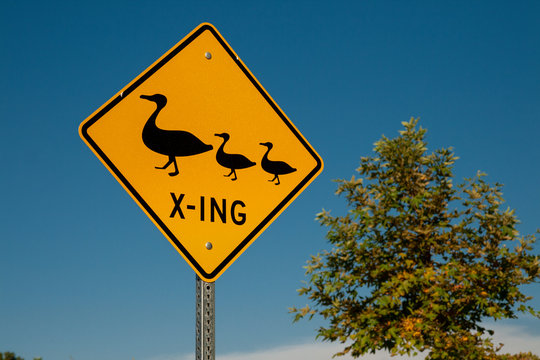 “Duck Crossing” Images – Browse 226 Stock Photos, Vectors, and Video