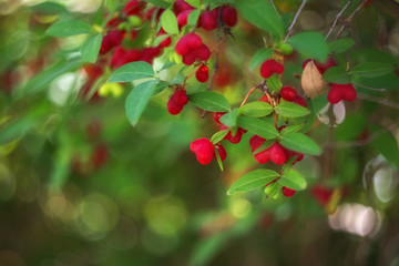 Honeysuckle plant. Red honeysuckle berries (Lonicera caprifolium) on a background of green leaves.