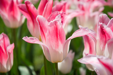 Beautiful tulips during the flowering period. Hybrid variety.