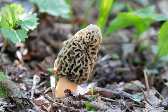 Morel mushroom