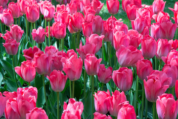 Beautiful tulips during the flowering period. Hybrid variety.