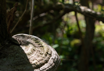 Fungus on a tree