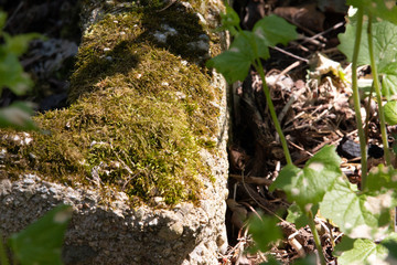 Moss on a stone