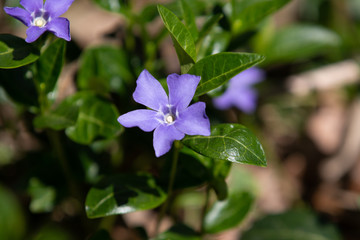 Common Periwinkle 