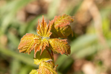 yellow leaves of a tree