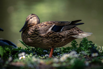 female mallard duck in light and daisies 