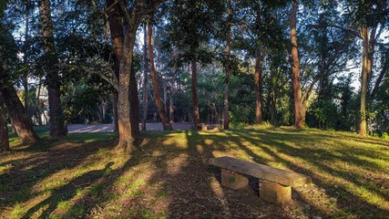 Bosque sobreado