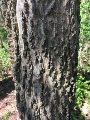 Common Hackberry tree bark
