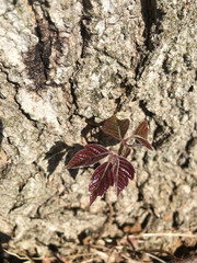 Close up of poison ivy