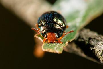 Metallic Green Acacia Beetle also known as Calomela ruficeps