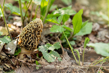 Morel mushroom 