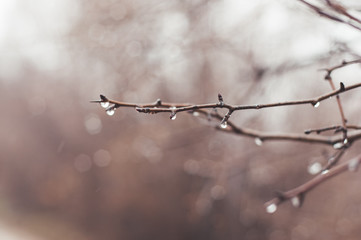 Tree branches with rain water
