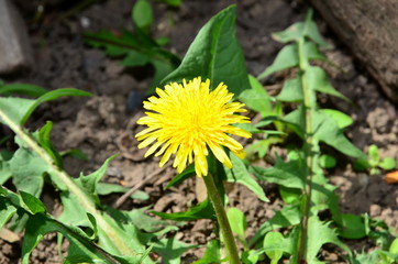 
Yellow dandelion flower shot closeup in sunny weather.